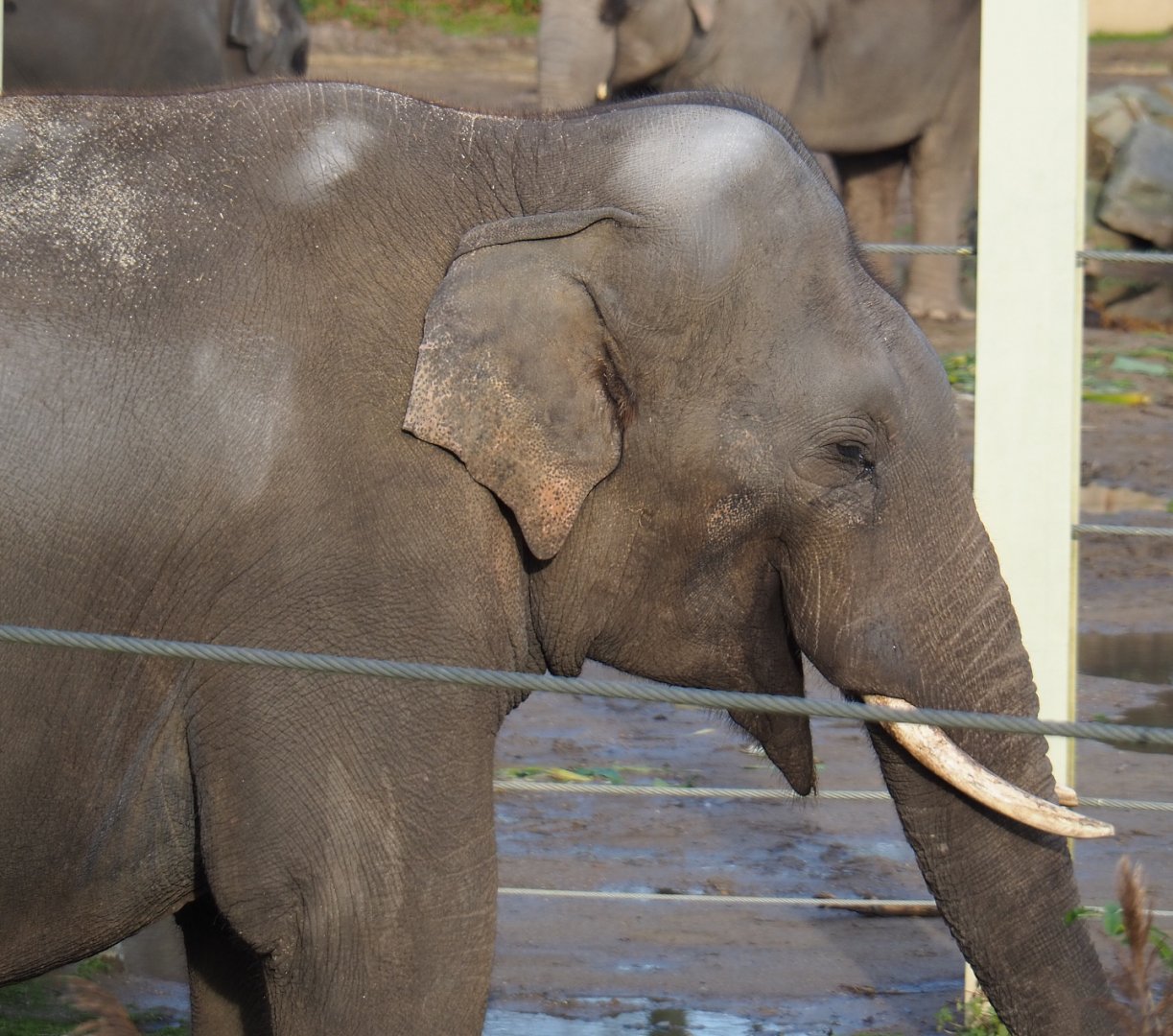 Asian elephant bull Kanvar (Elephas maximus), 2021-12-07