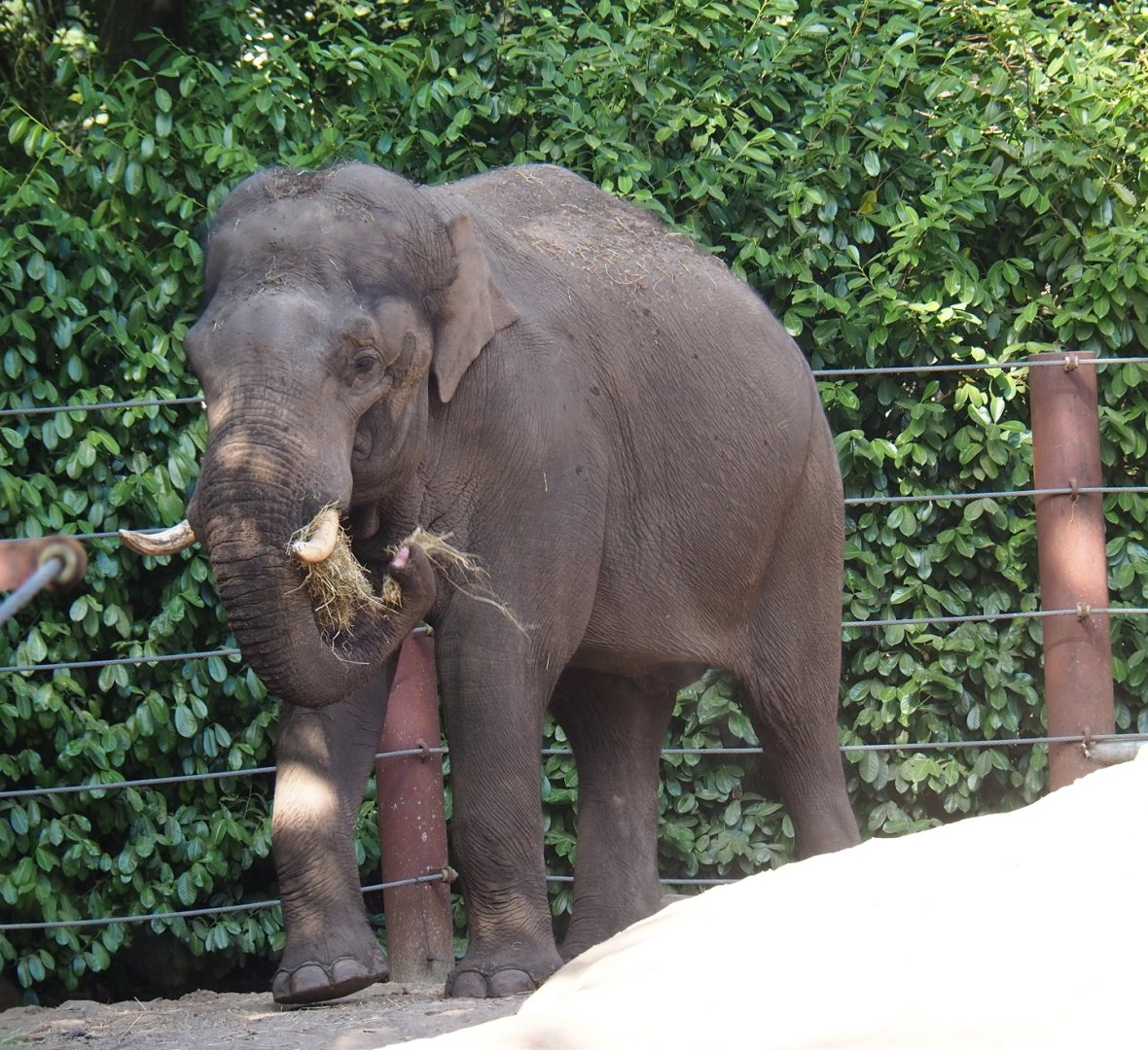 Asian elephant bull Maurice (Elephas maximus)
