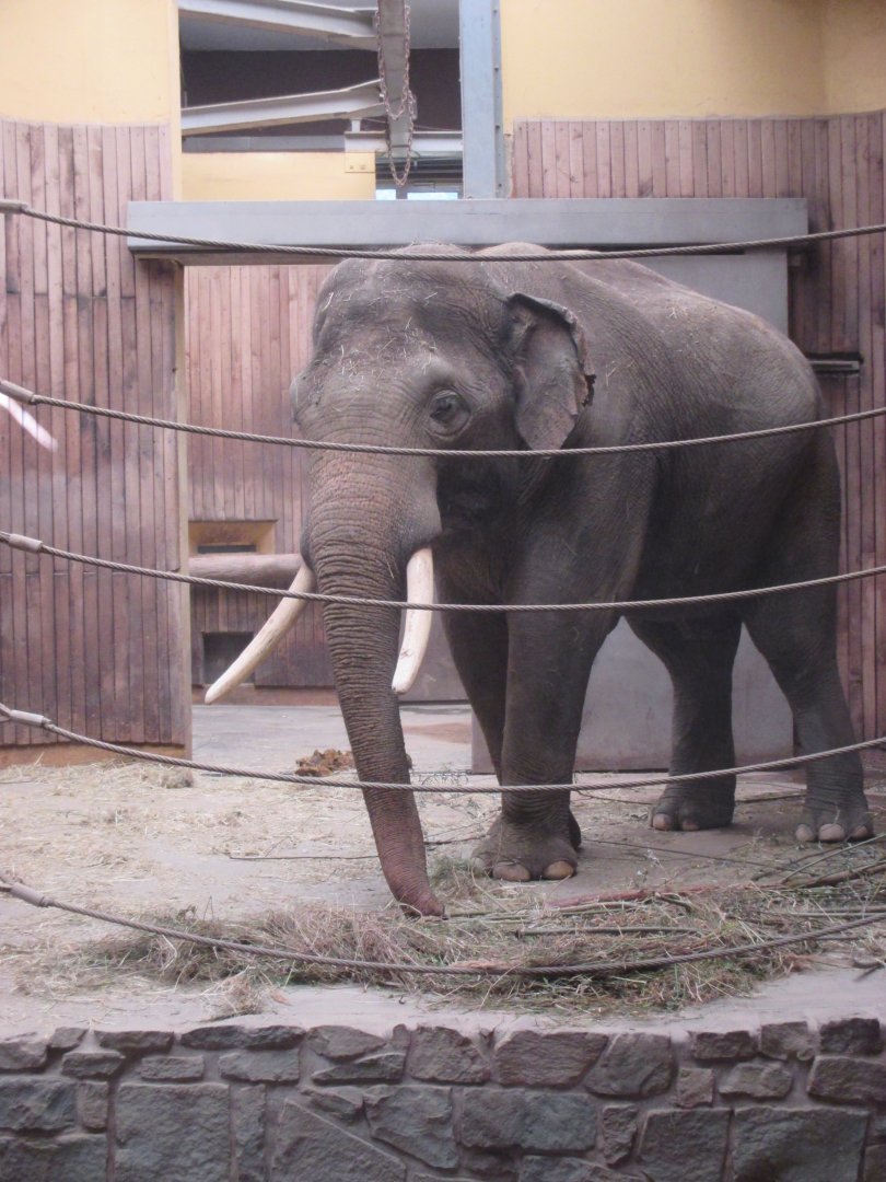 Asian elephant bull Maxim