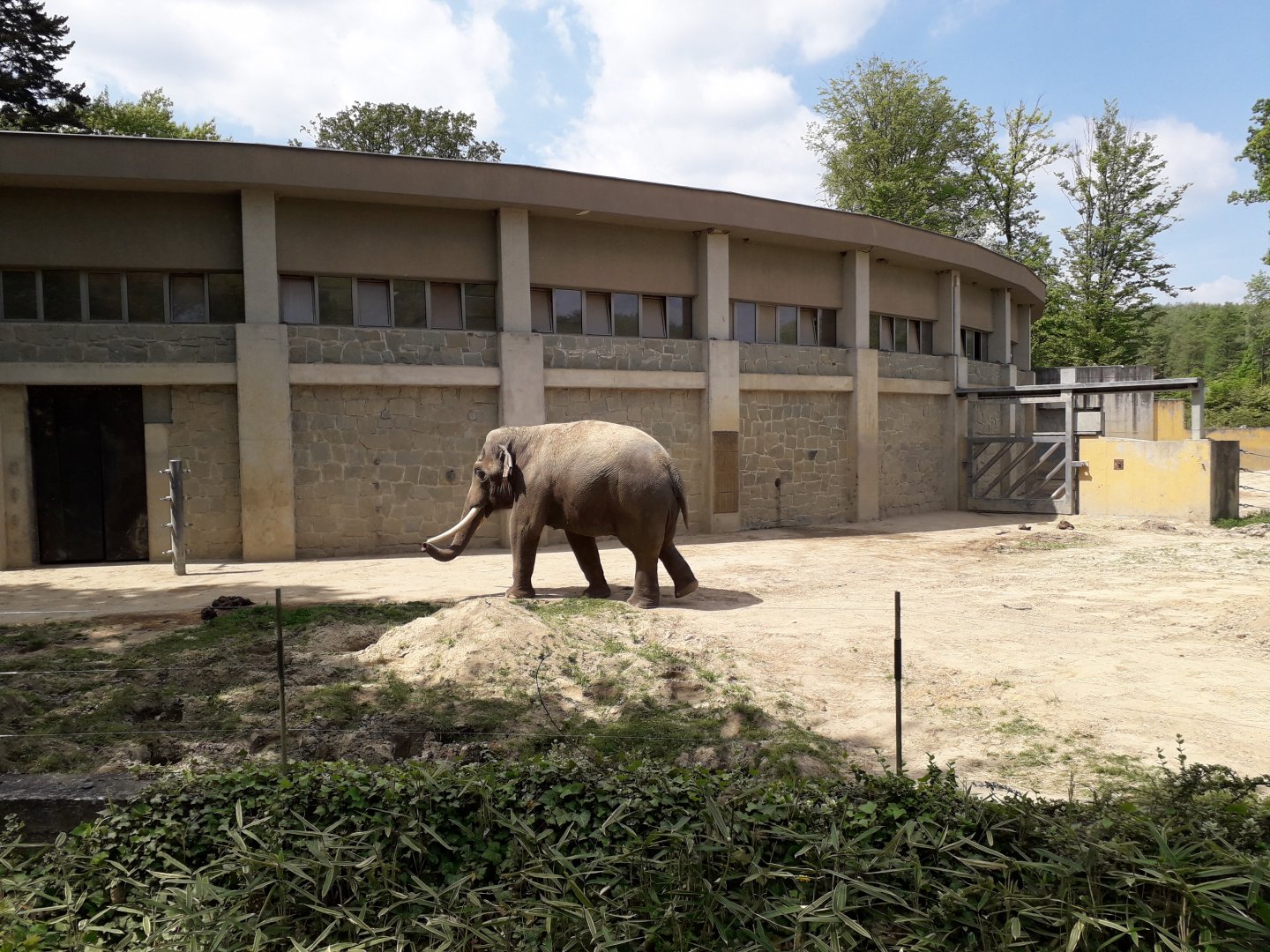 Asian elephant bull Maxim