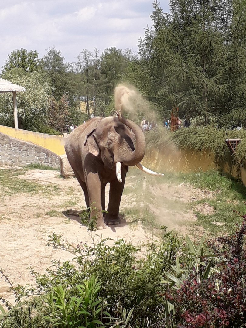 Asian elephant bull Maxim