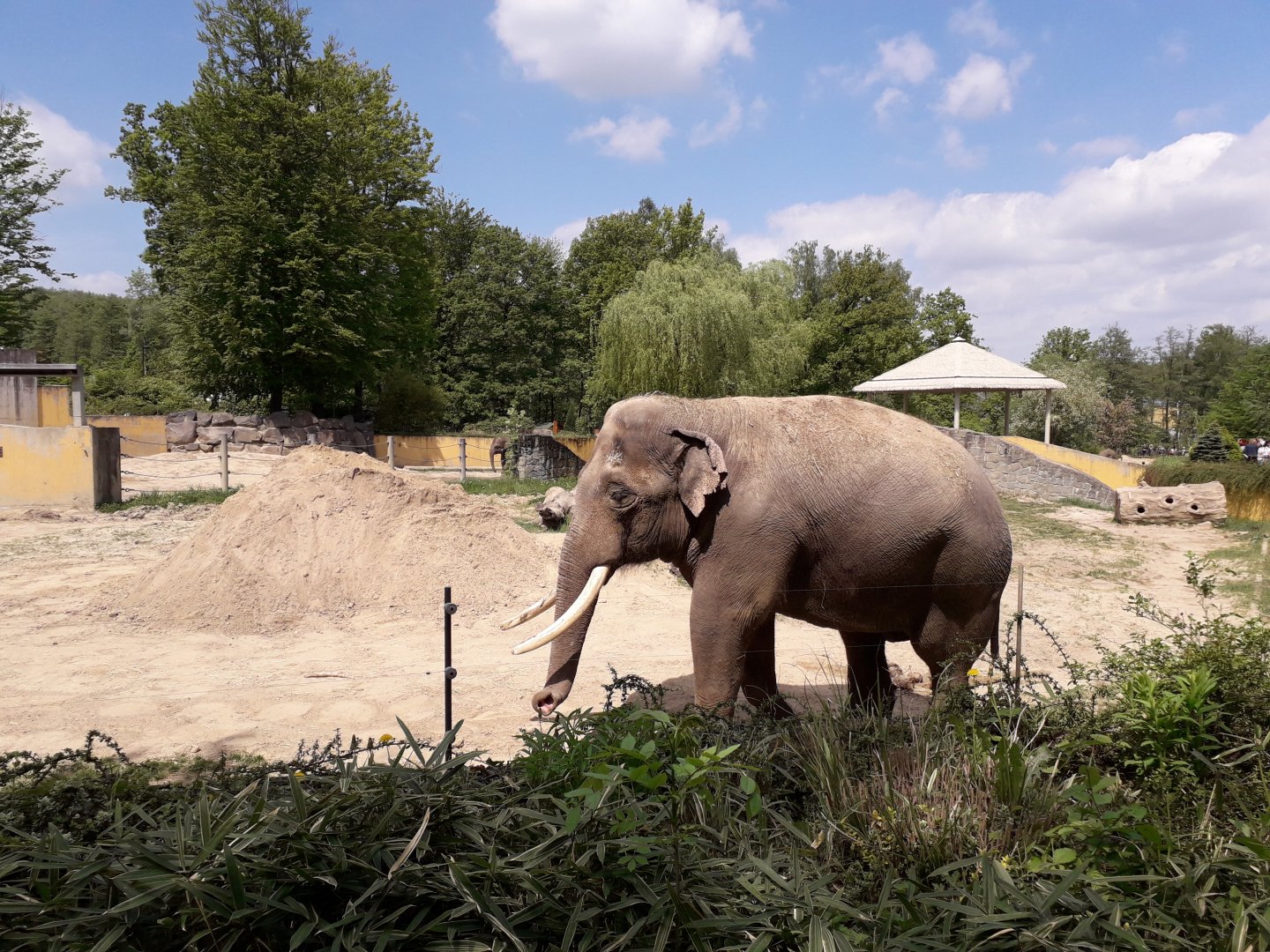 Asian elephant bull Maxim