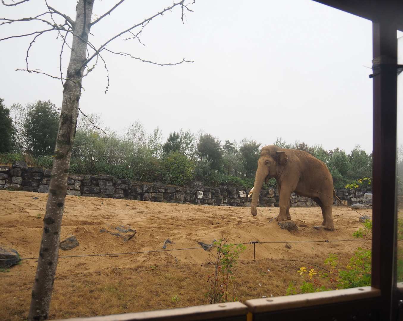Asian elephant bull paddock seen from the train, 2022-09-14