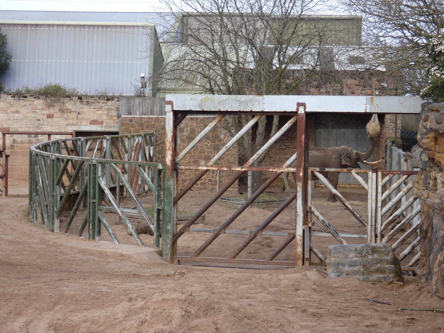 Asian elephant bull paddock