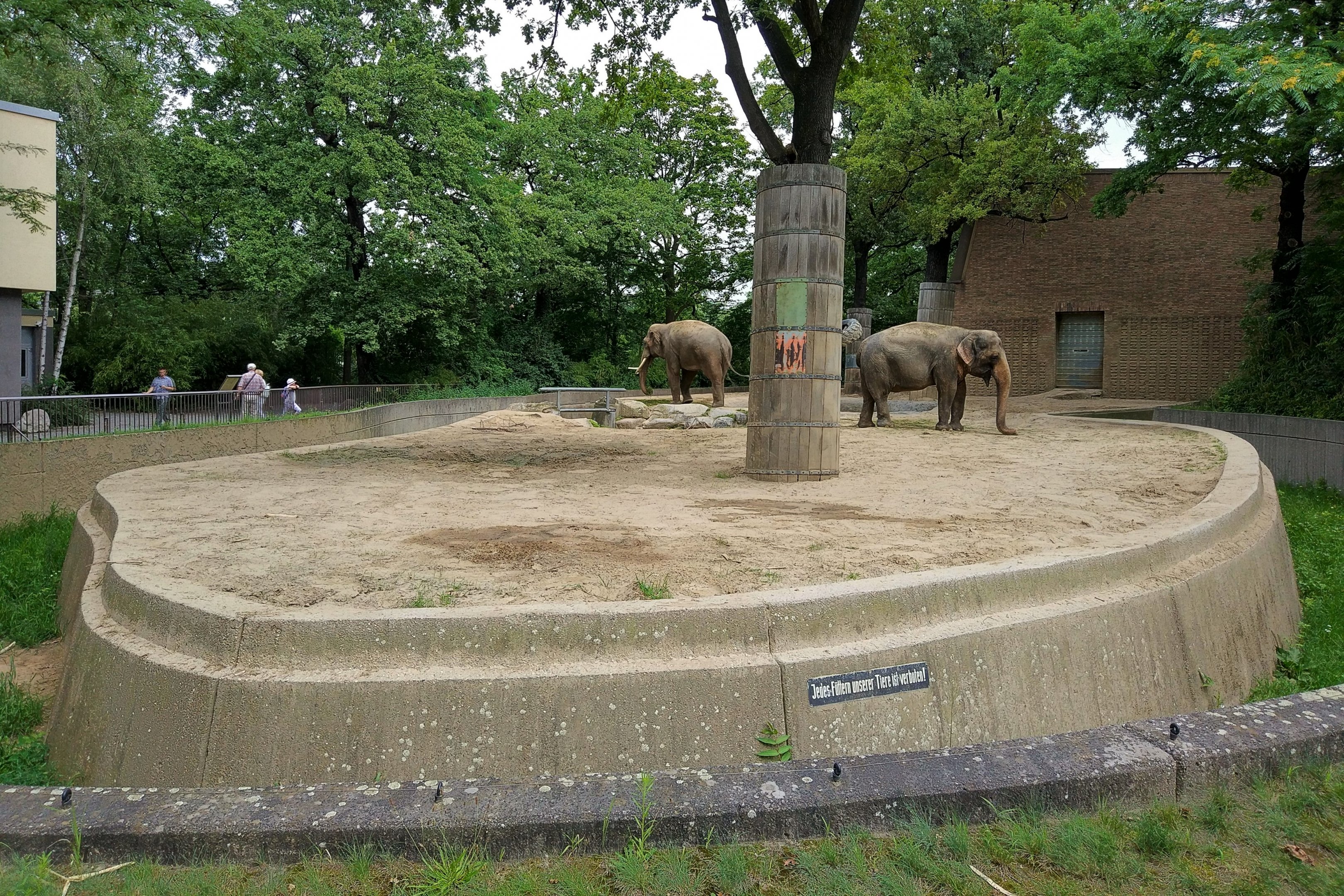 Asian Elephant Bull Pen