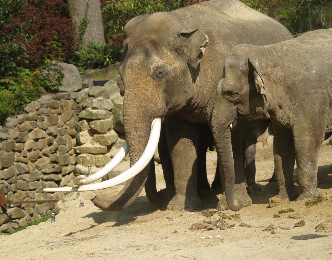Asian elephant bull Radza and female elephant (Elephas maximus), 2009-04-19
