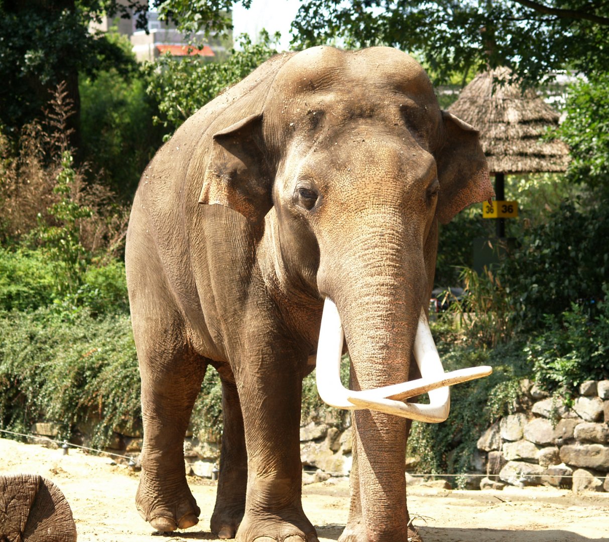 Asian elephant bull Radza (Elephas maximus), 2006-07-08