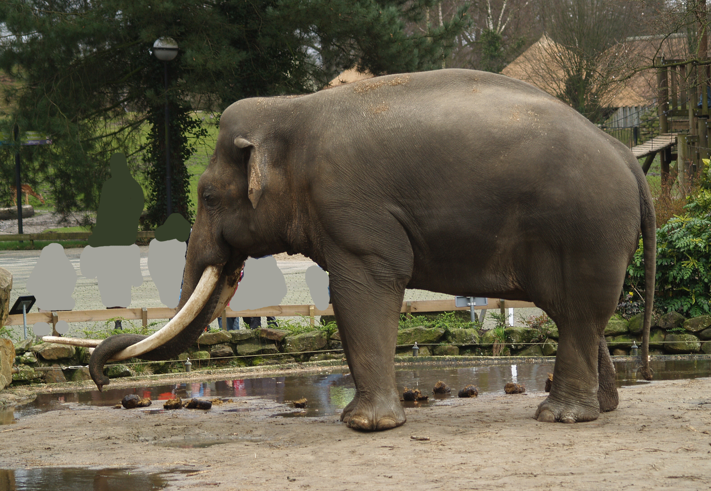 Asian elephant bull Radza (Elephas maximus), 2008-03-01