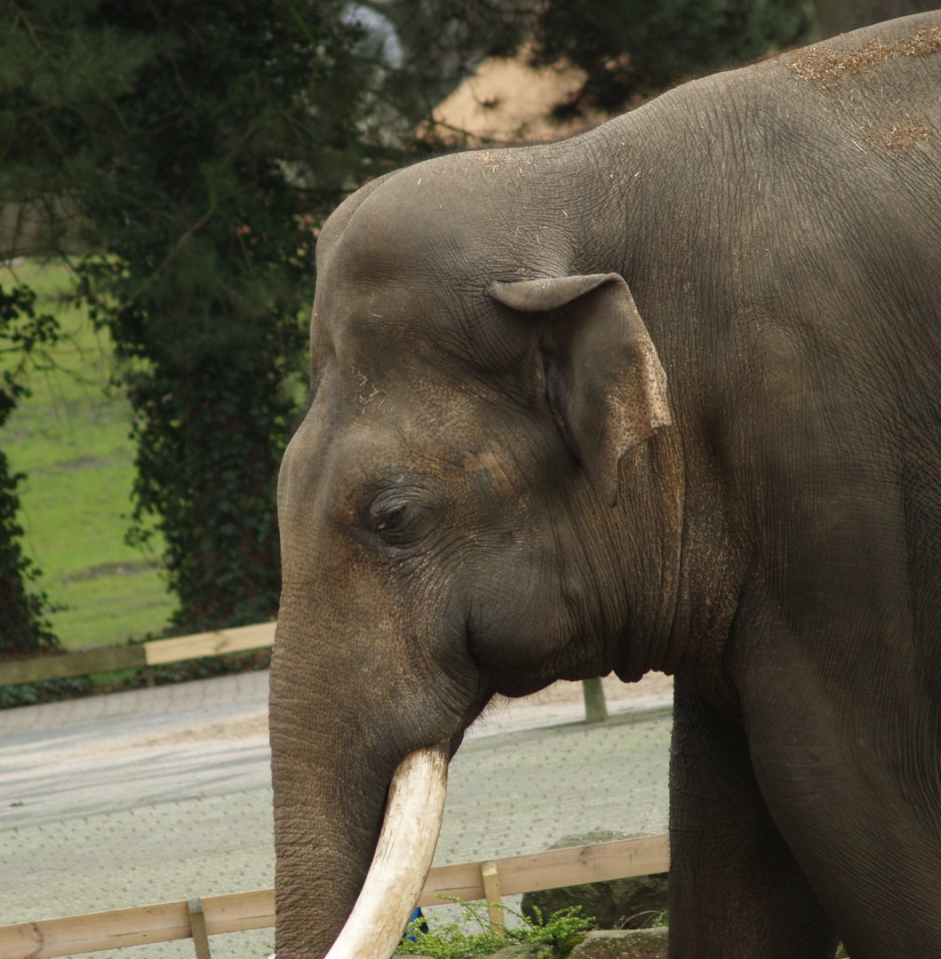 Asian elephant bull Radza (Elephas maximus), 2008-03-01