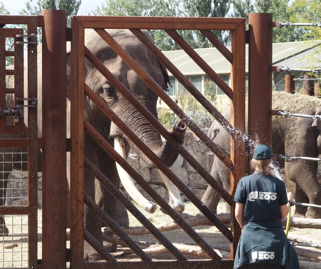 Asian elephant bull Timber (Elephas maximus) and keeper next to training wall during presentation, 2025-08-24