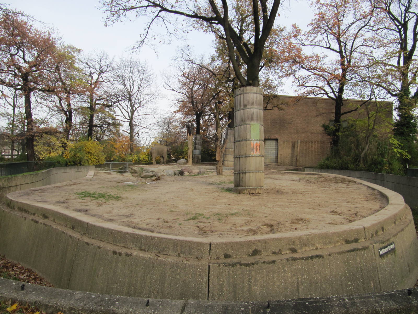 Asian Elephant Bull Victor 2010