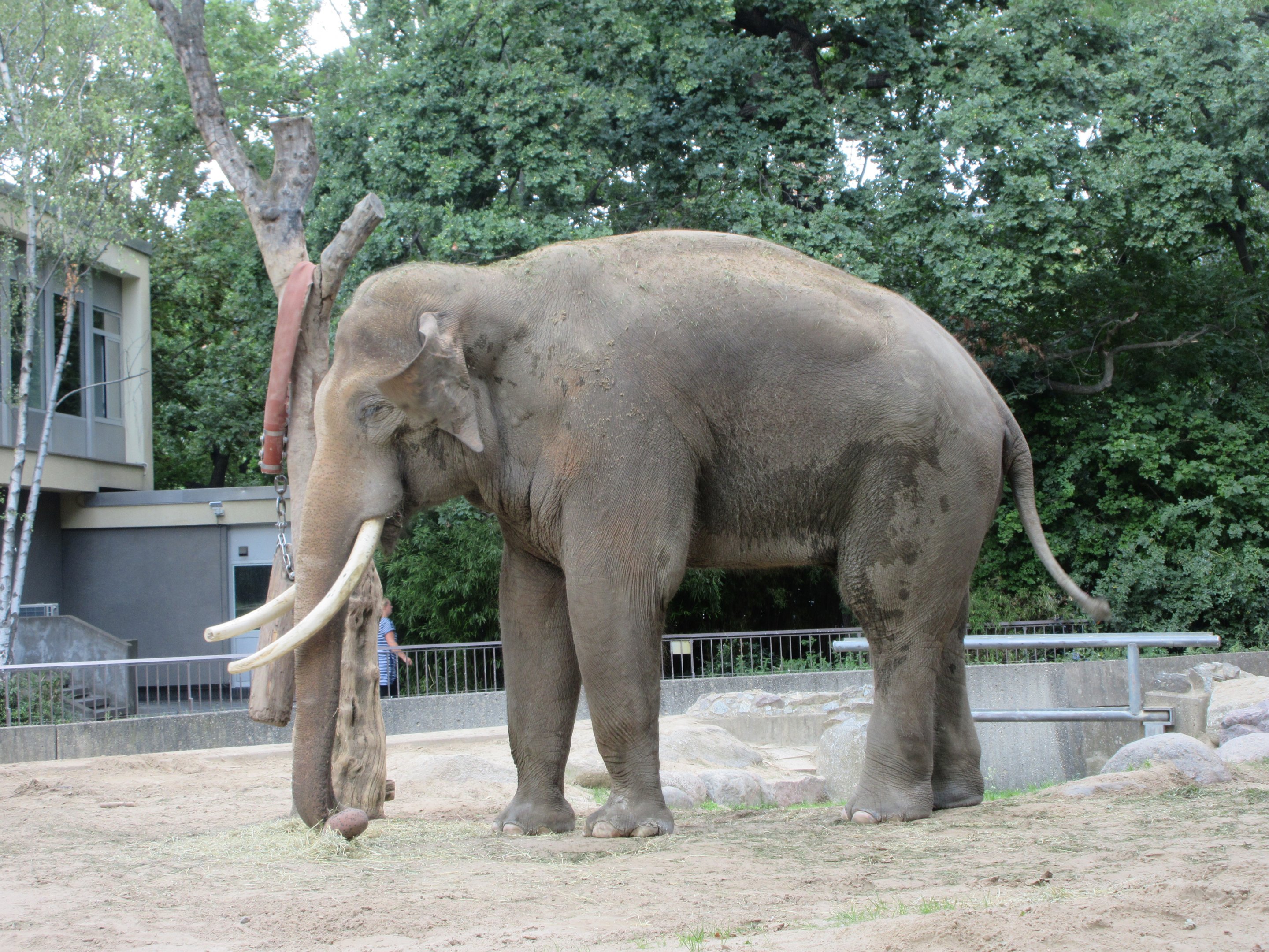 Asian Elephant - Bull 'Victor'