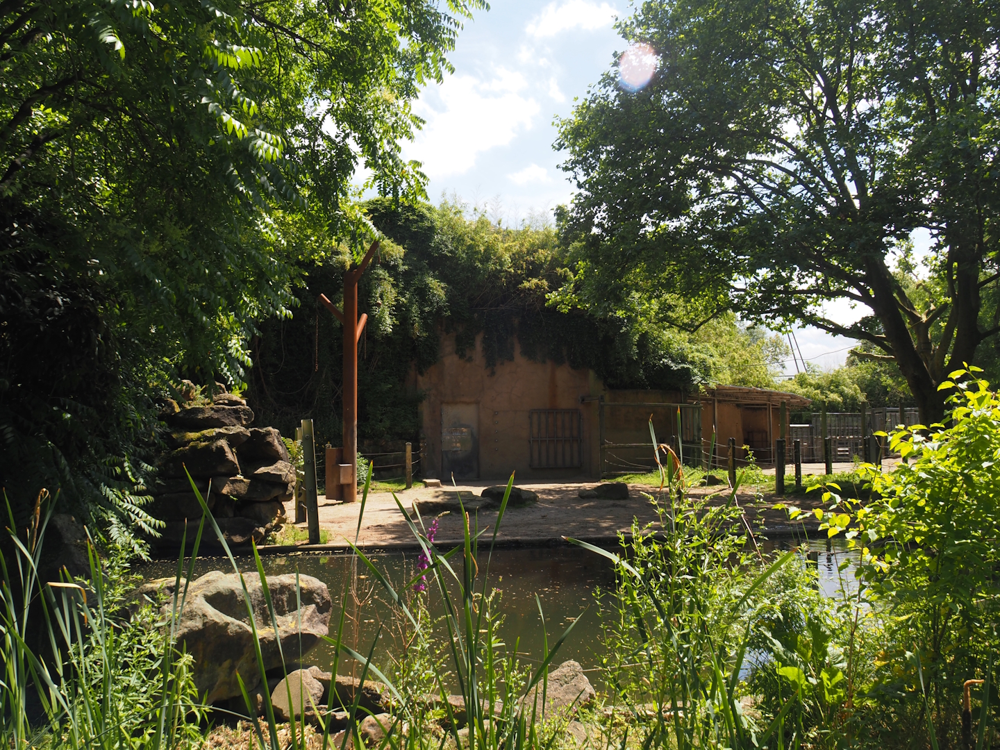 Asian elephant bull yard, 2024-06-30