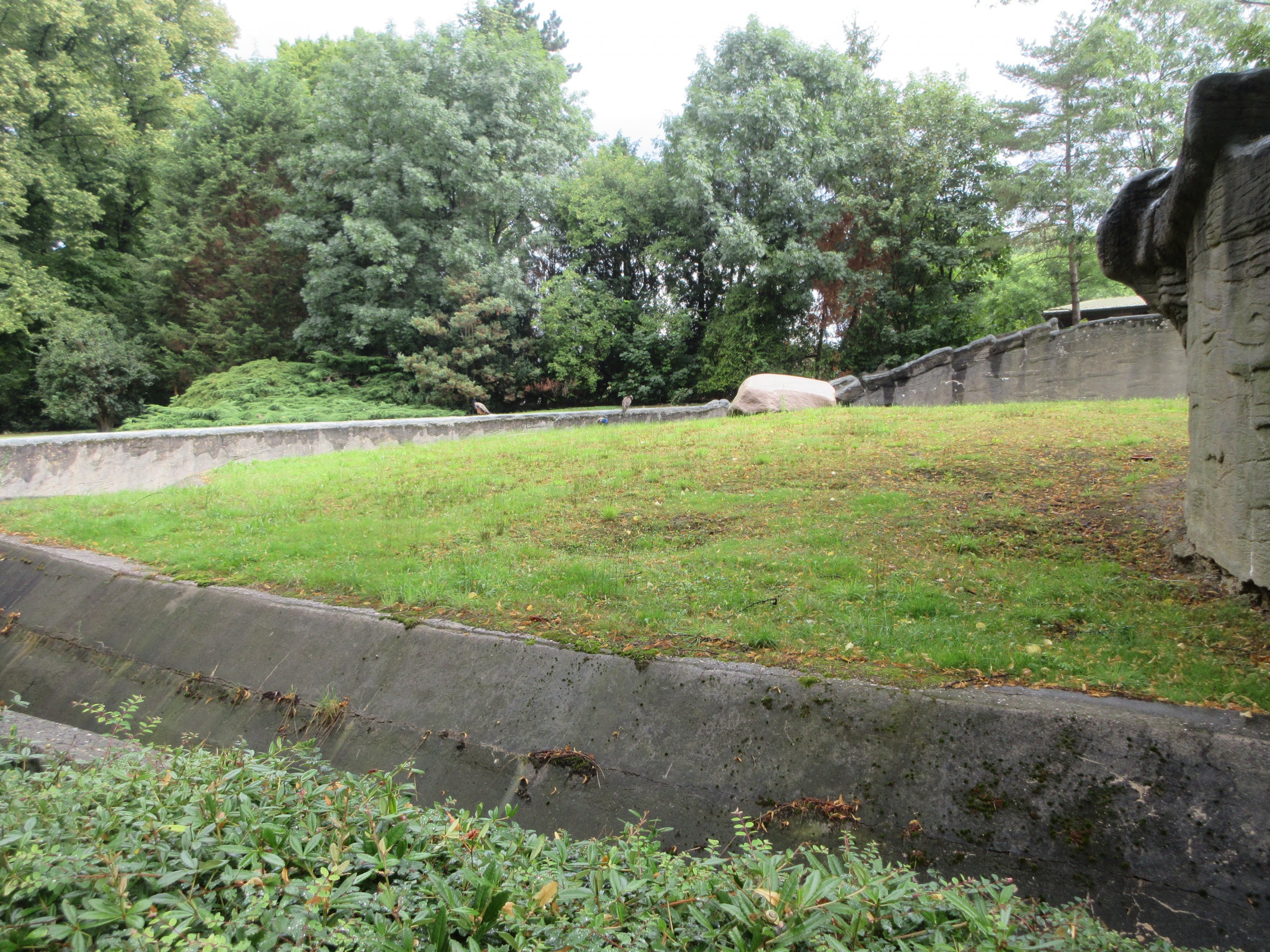 Asian Elephant Bull Yard - empty