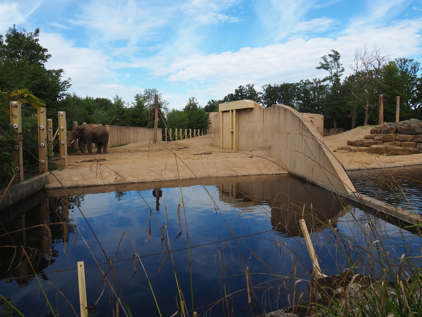 Asian elephant bull yard