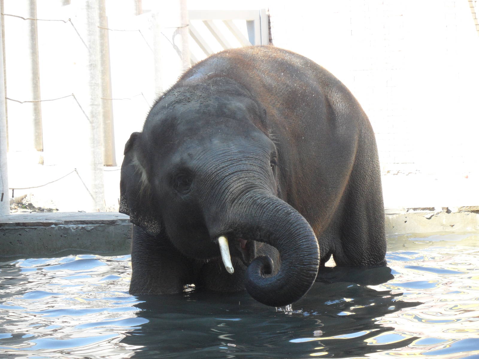 Asian elephant bull, Yoma