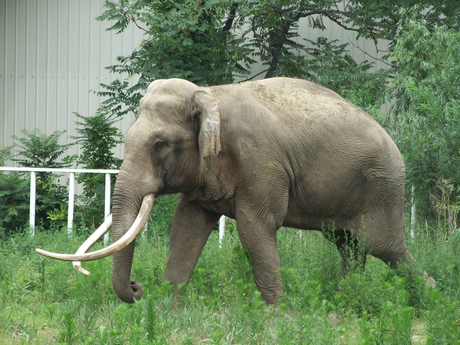 Asian elephant bull