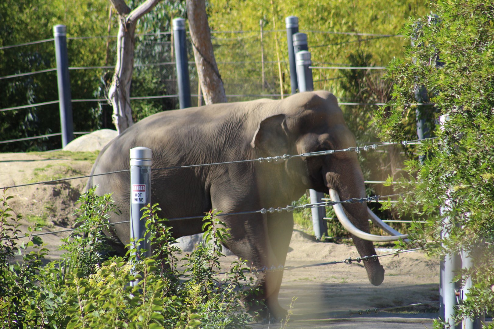 Asian Elephant Bull