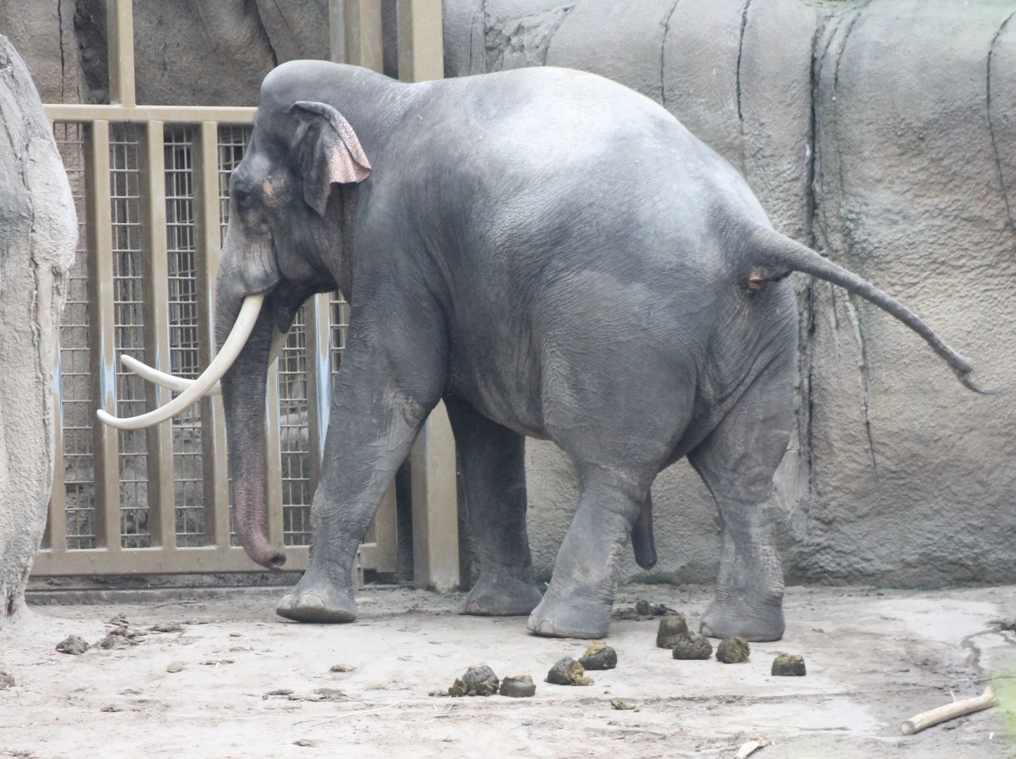 Asian elephant bull