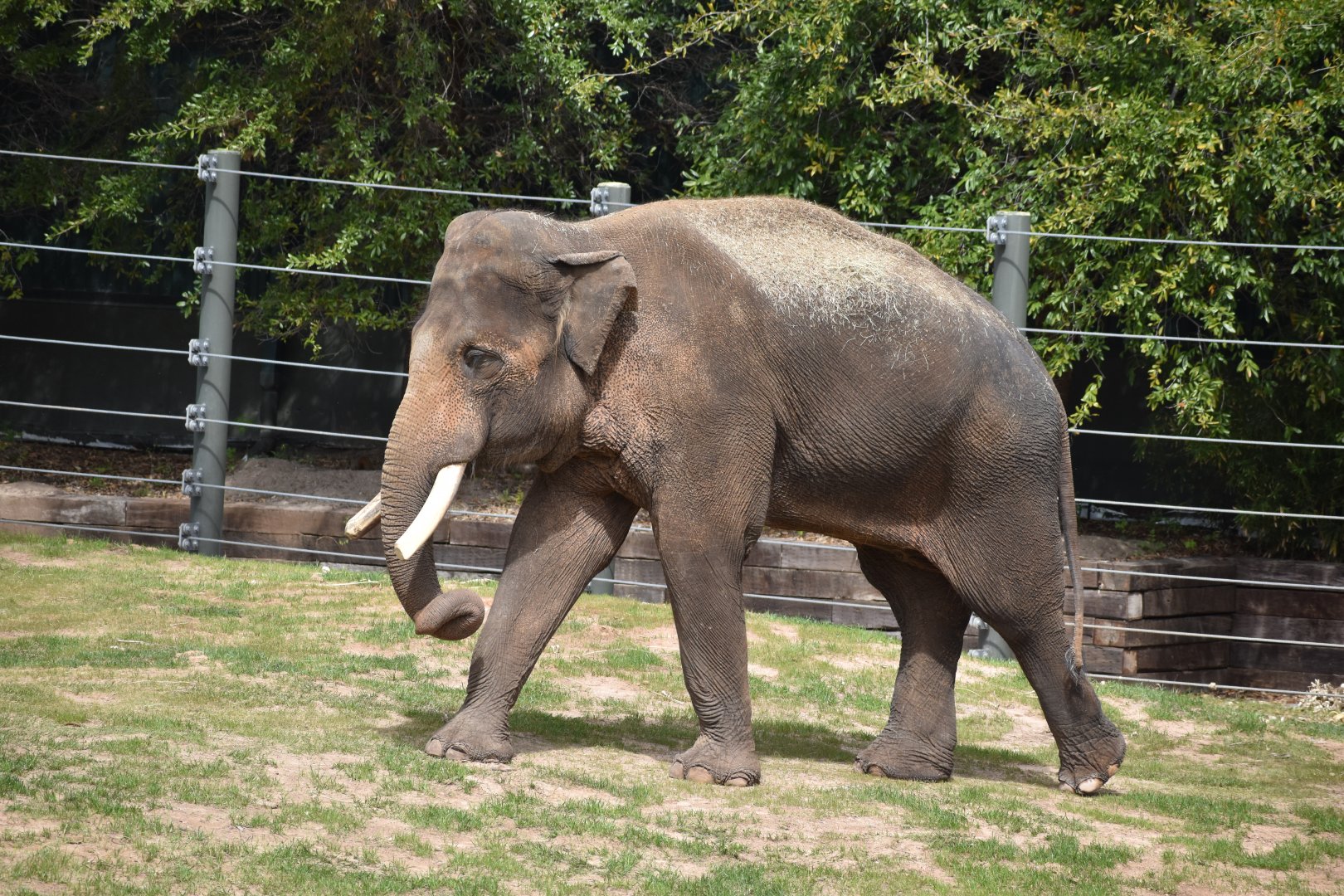 Asian Elephant Bull