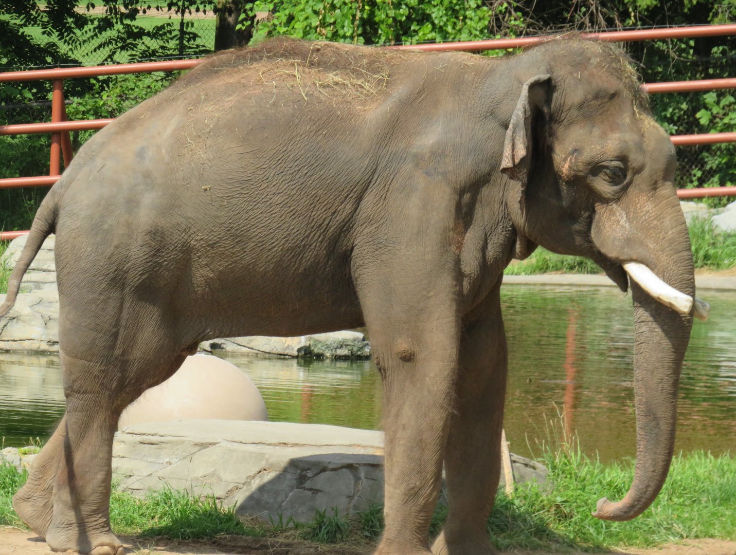 Asian elephant bull
