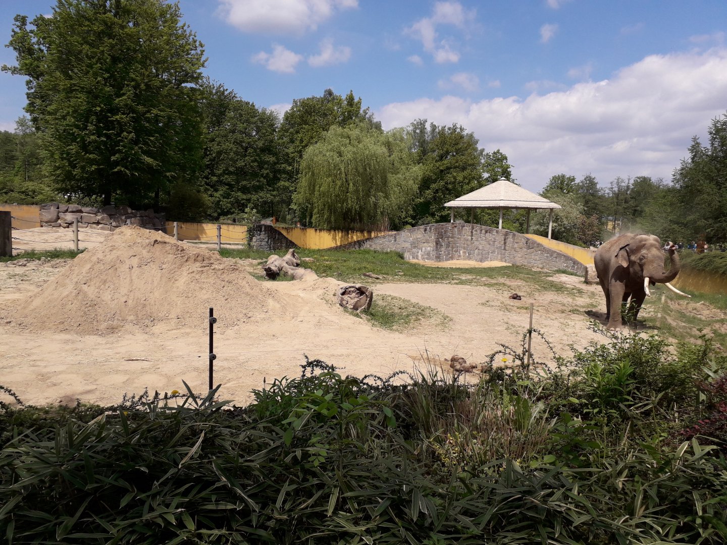 Asian elephant bull's exhibit