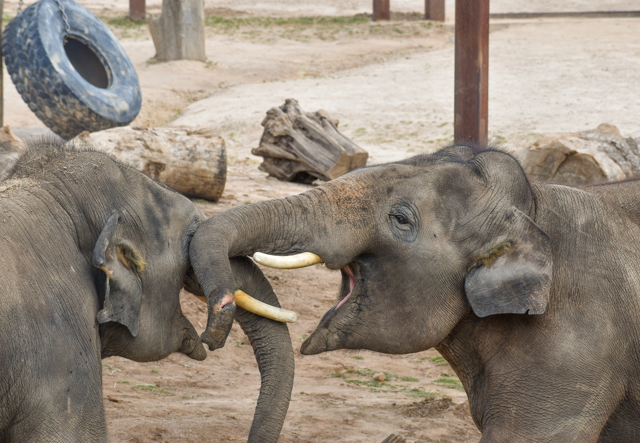 Asian Elephant Bulls