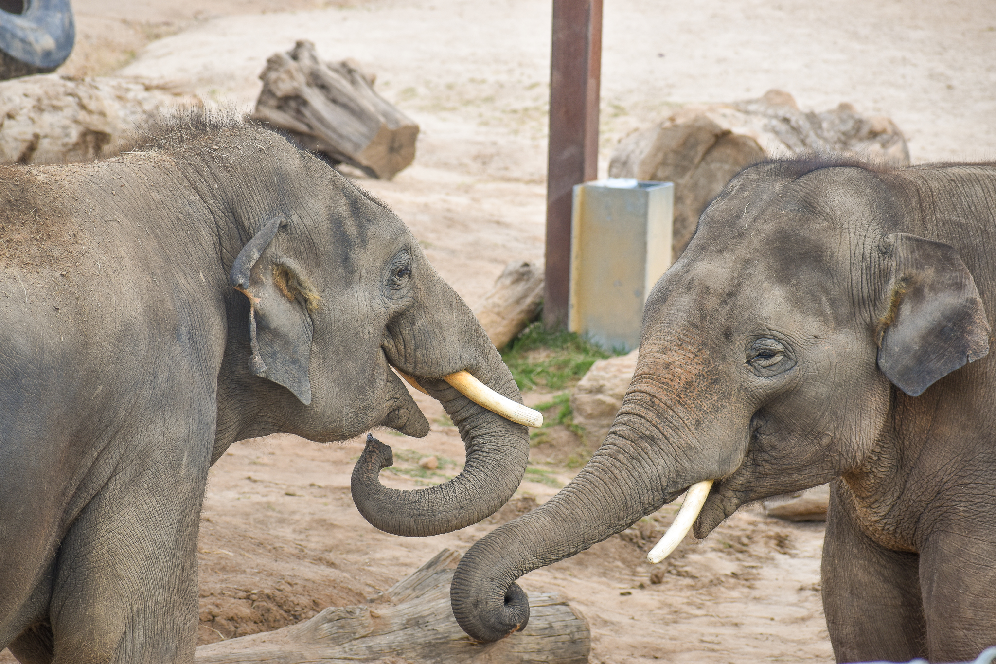 Asian Elephant Bulls