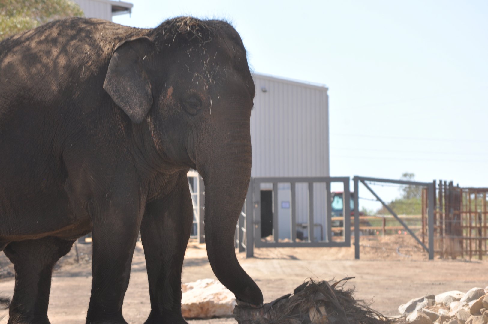 Asian Elephant 'Burma'