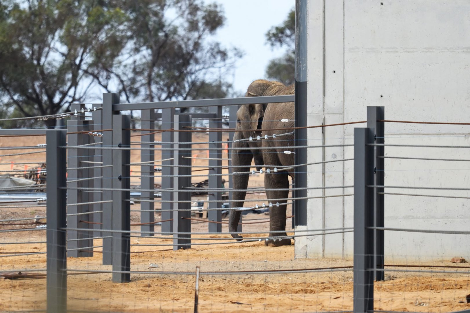 Asian elephant ‘Burma’