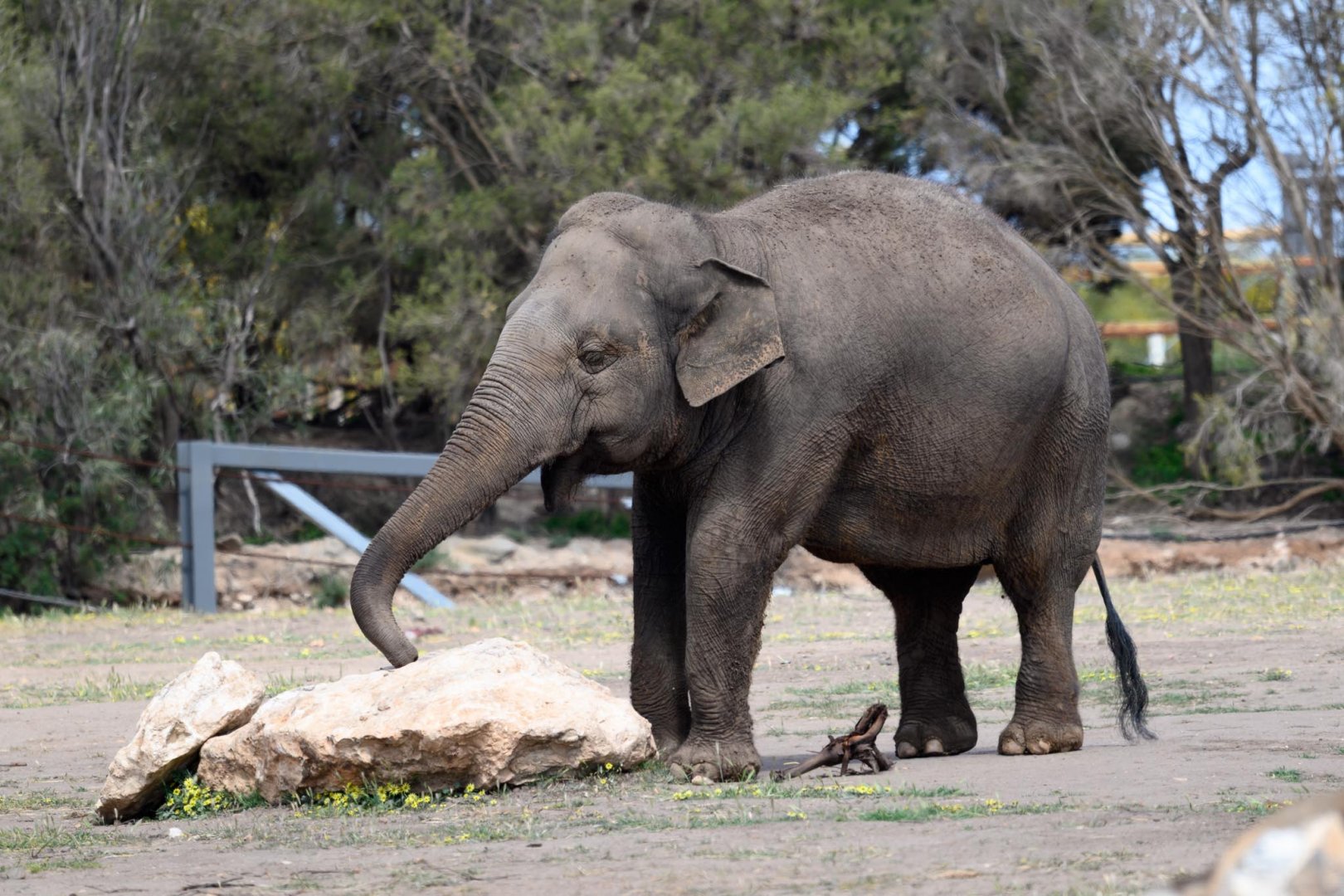 Asian elephant 'Burma'