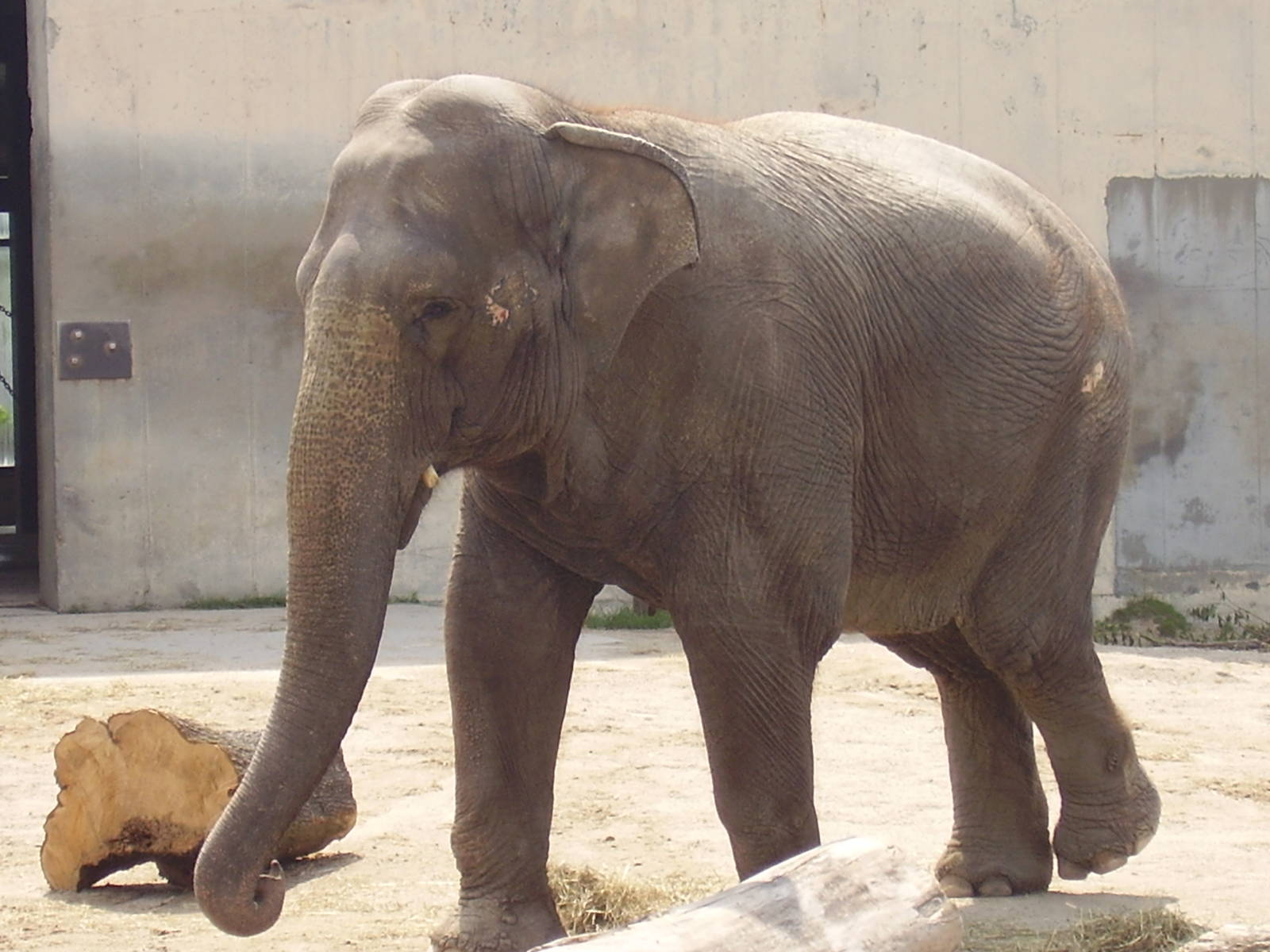 Asian Elephant- Buttonwood Zoo JUN06