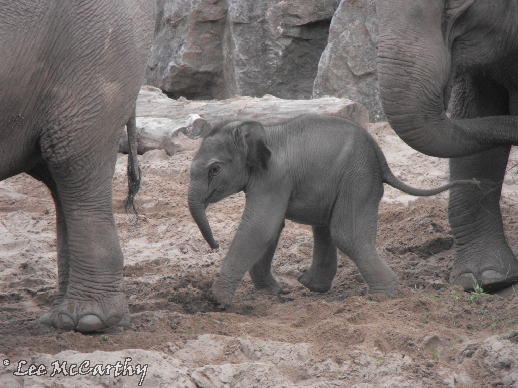Asian Elephant Calf 23rd July 2010