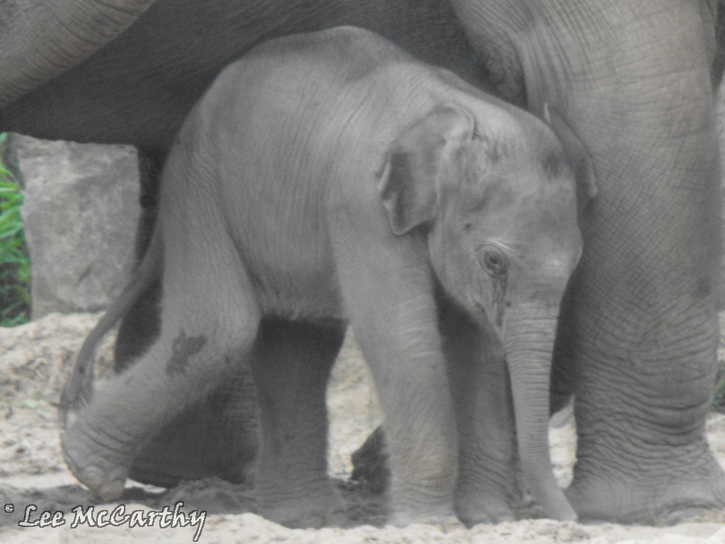 Asian Elephant Calf 23rd July 2010