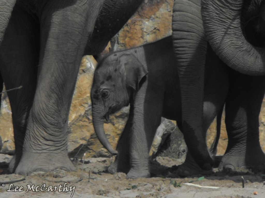 Asian Elephant Calf 23rd July 2010