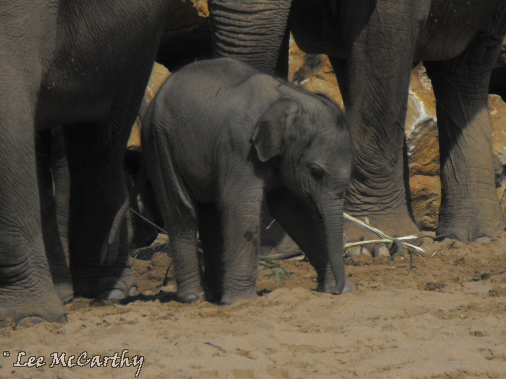 Asian Elephant Calf 23rd July 2010