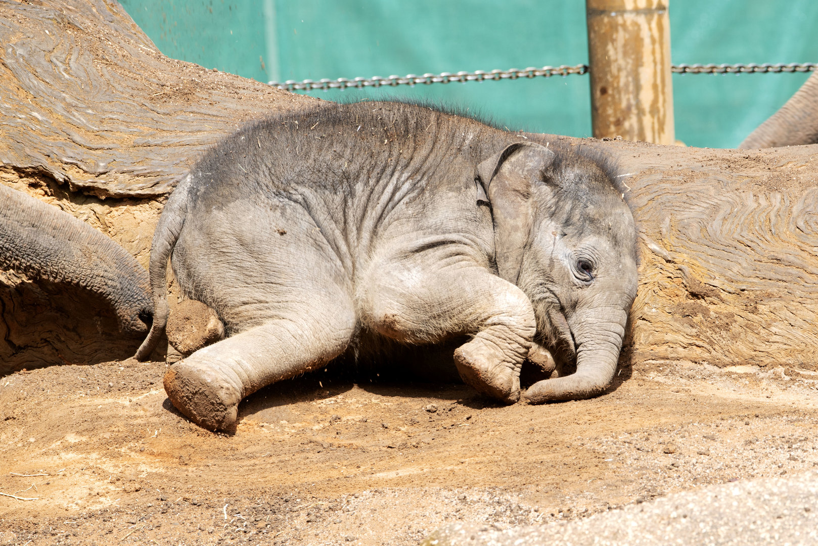 Asian elephant calf 'Aiyara'