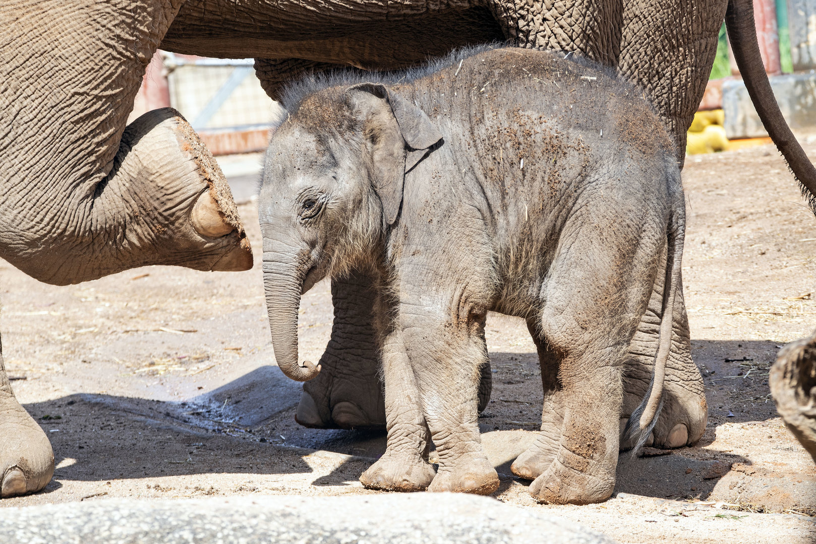 Asian elephant calf 'Aiyara'