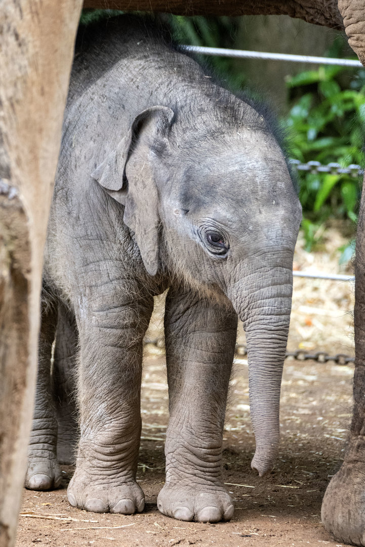 Asian elephant calf 'Aiyara'