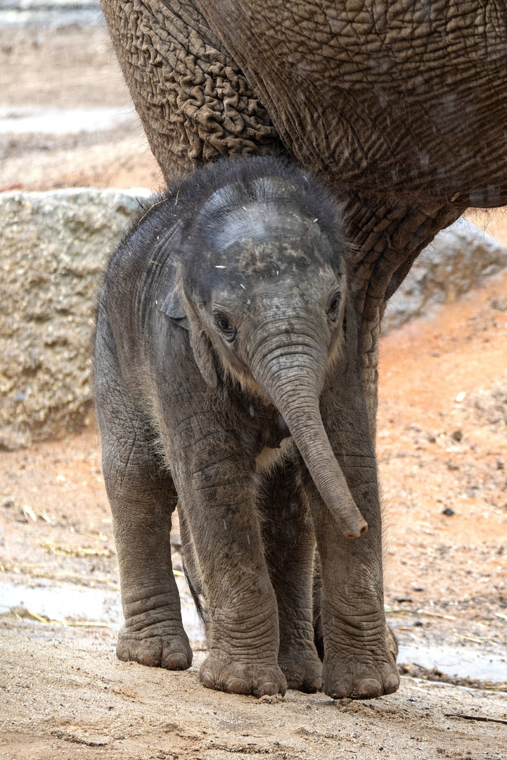 Asian elephant calf 'Aiyara'