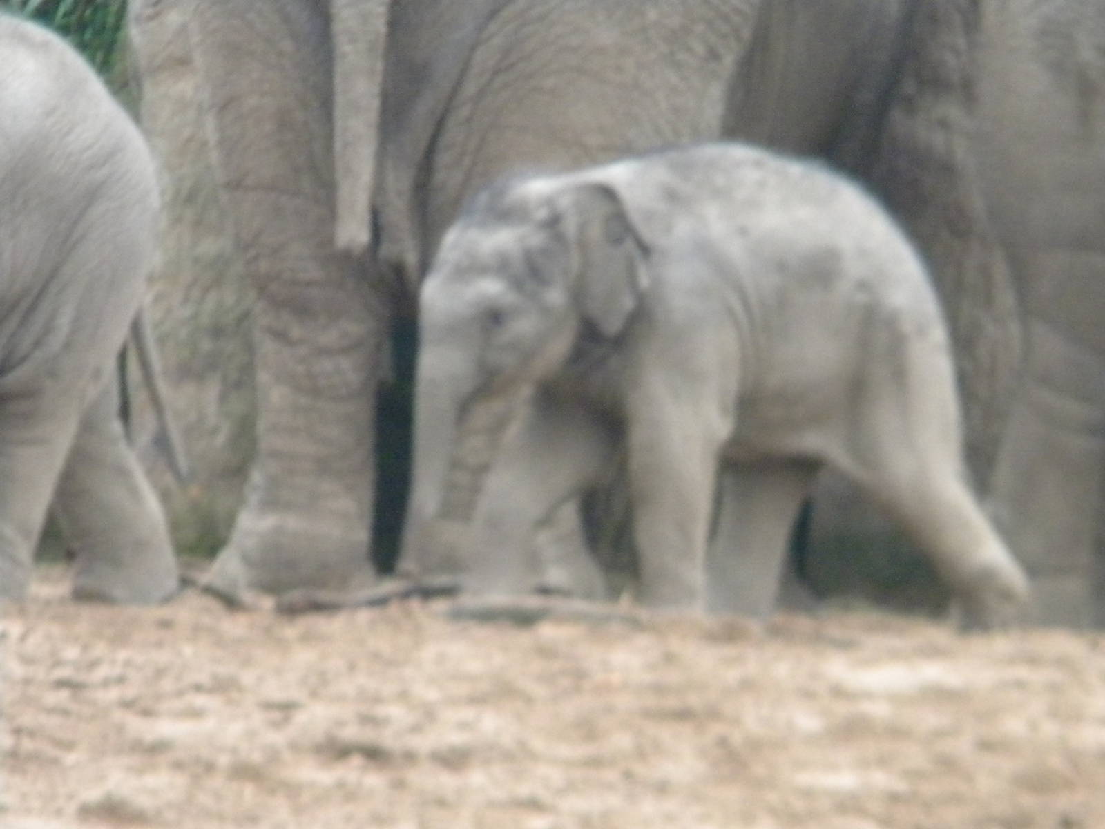 Asian Elephant calf at Chester Zoo 19th Feburary 2011