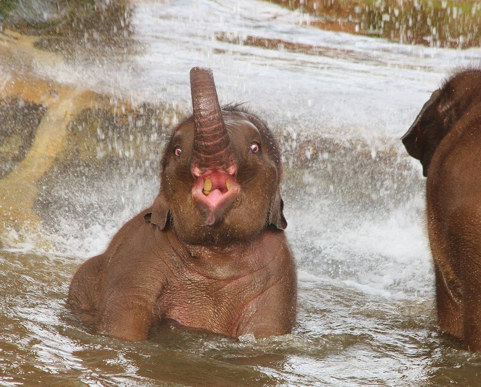 Asian Elephant calf at play