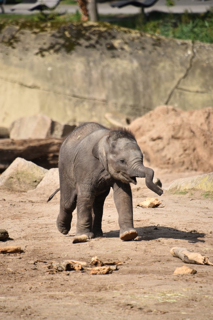 Asian elephant calf, Elephas maximus