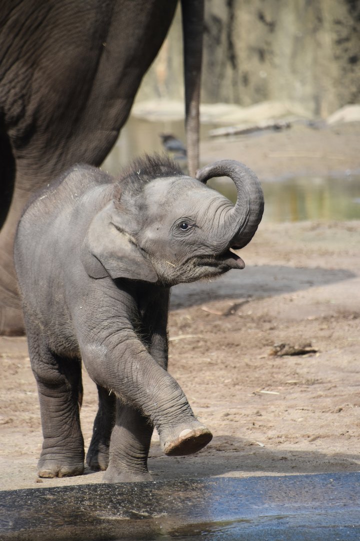 Asian elephant calf, Elephas maximus