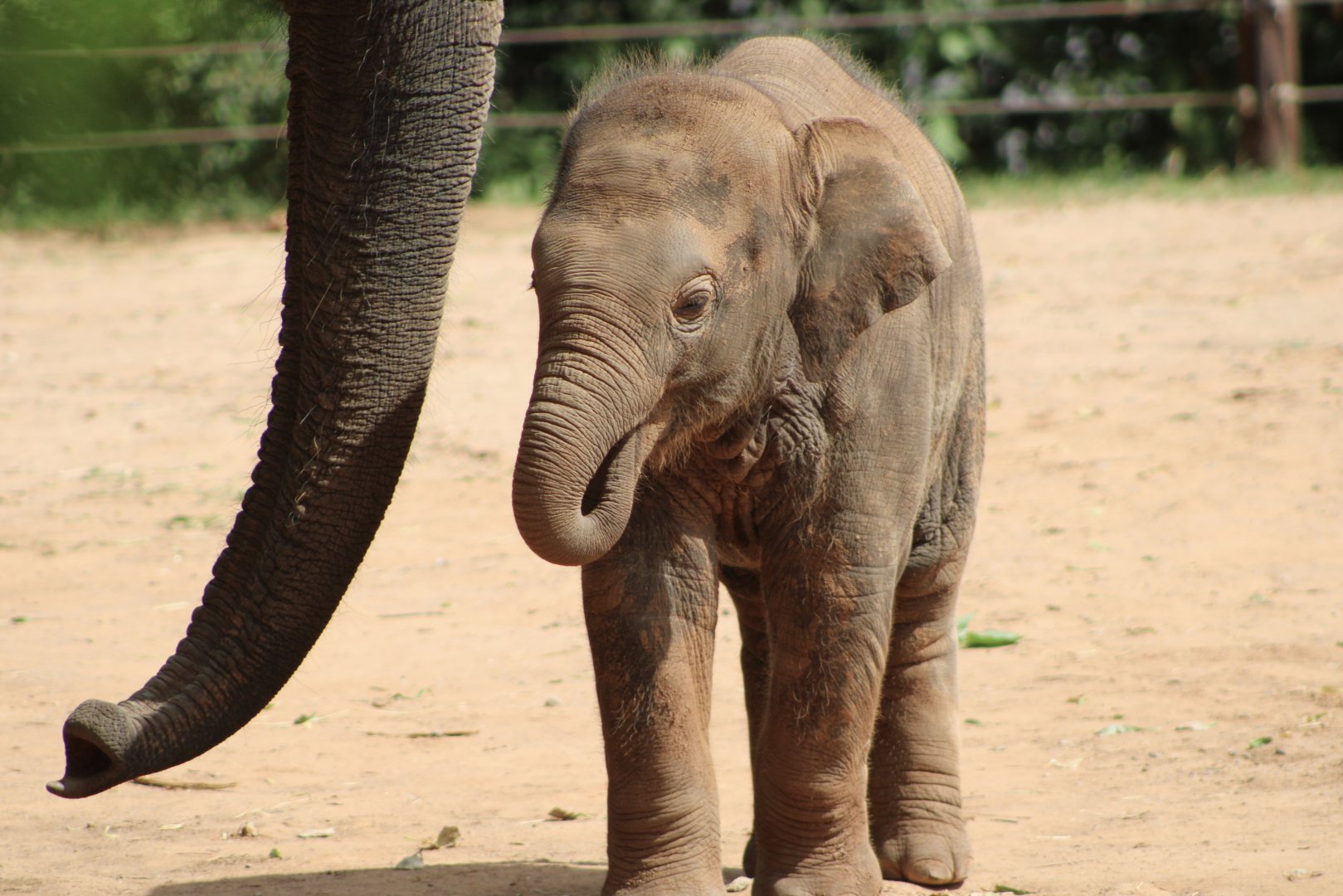 Asian Elephant Calf (Elephas maximus)