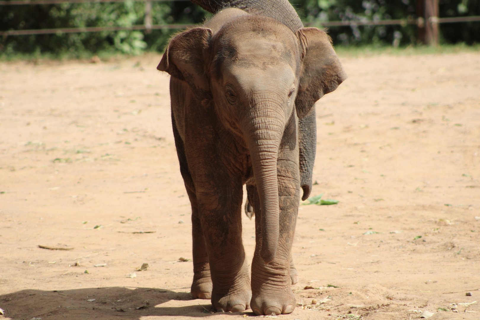Asian Elephant Calf (Elephas maximus)