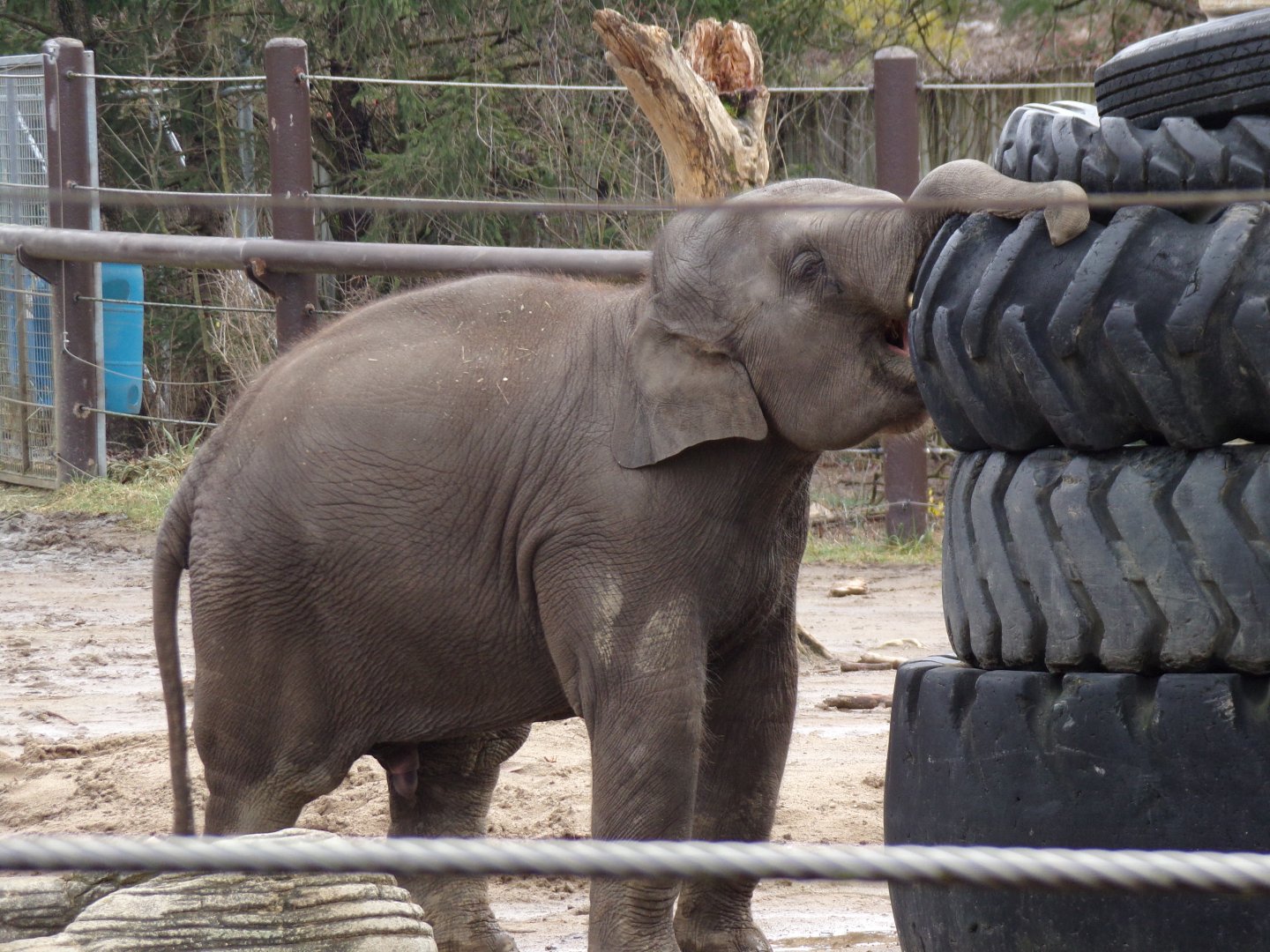 Asian Elephant calf, Frankie, 2.5 yrs old