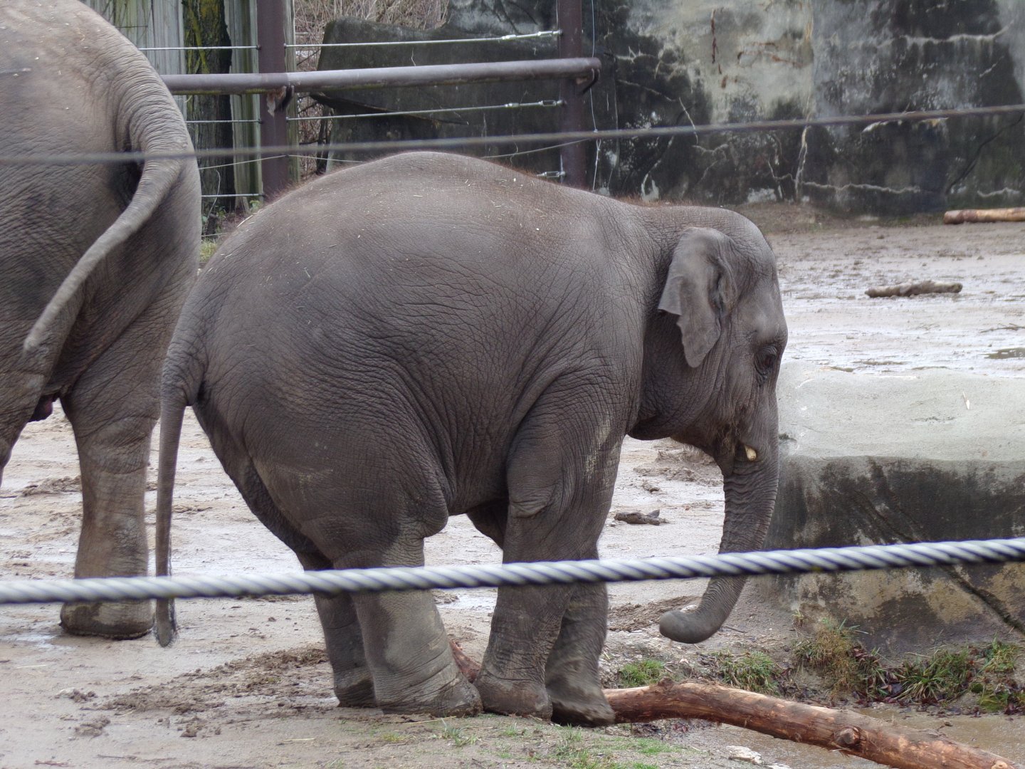Asian Elephant calf, Frankie, 2.5 yrs old