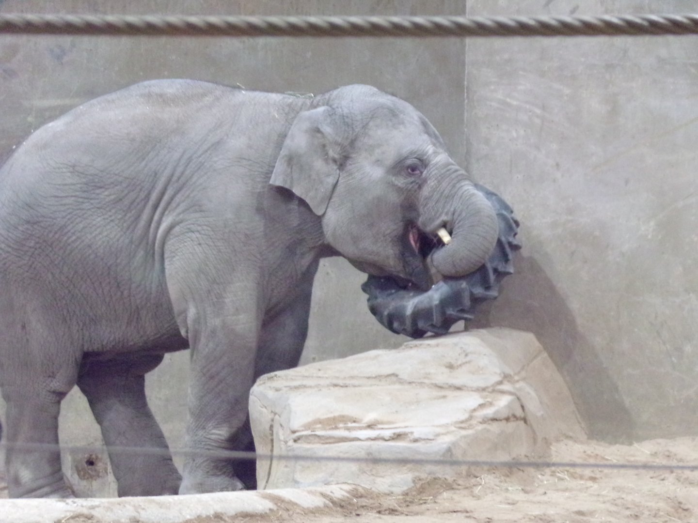 Asian Elephant Calf, Frankie, 2.5 yrs old