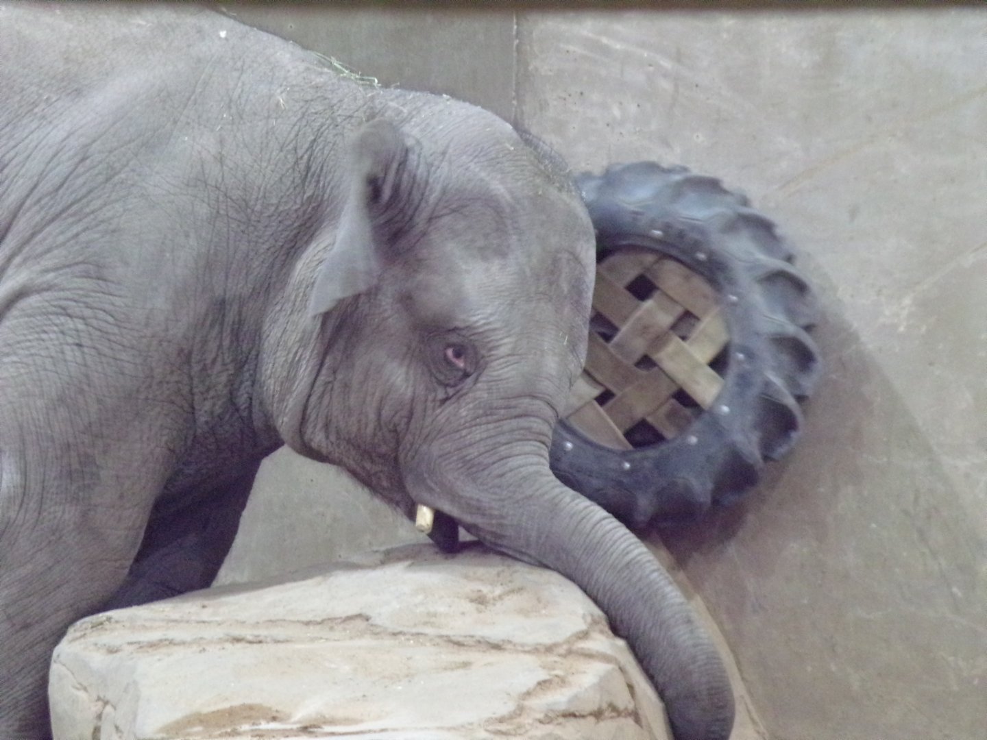 Asian Elephant calf, Frankie, 2.5 yrs old